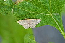 Pannaria Wave Moth (29972910305).jpg