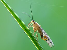 Közönséges skorpiólégy (Panorpa communis)