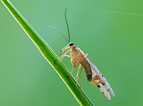 Popis tohoto obrázku, také komentován níže