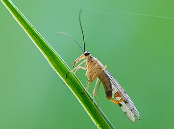 Une panorpe ou « mouche scorpion » (Panorpa cognata). (définition réelle 2 389 × 1 764*)