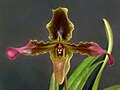 Thumbnail for Paphiopedilum hirsutissimum