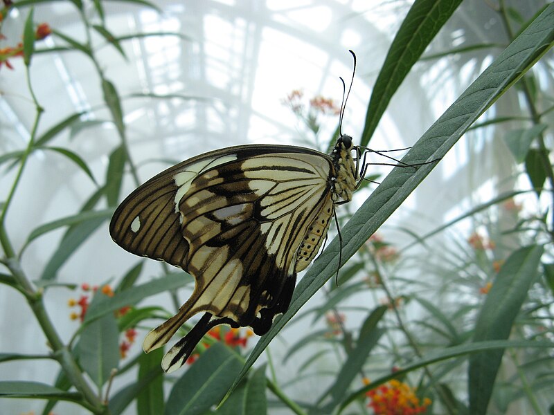 File:Papilio dardanus v.JPG