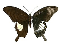 Papilio prexaspes Rhopalocera Malayana.jpg