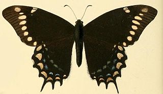 <i>Papilio warscewiczii</i> Species of butterfly