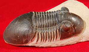 Paralejurus sp.  from Alnif, Morocco (length: 7 cm)