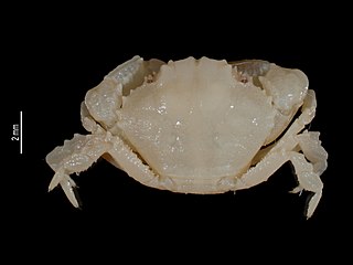 <i>Paramedaeus</i> Genus of crabs