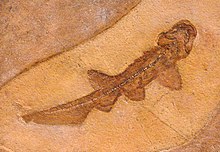 Paraorthacodus.jpg