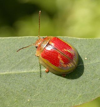 <i>Paropsisterna selmani</i> Species of beetle