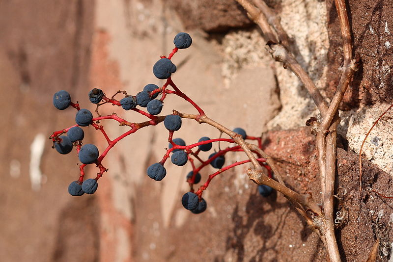 File:Parthenocissus quinquefolia on wall, November 1, 2008.jpg