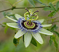 Flower of Passiflora caerulea