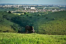 Campeonato Virtual  São José dos Campos SP