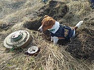 Patron, dog mascot of the State Emergency Service of Ukraine.jpg
