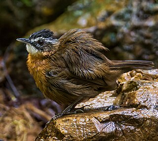 <span class="mw-page-title-main">Malayan black-capped babbler</span> Species of bird