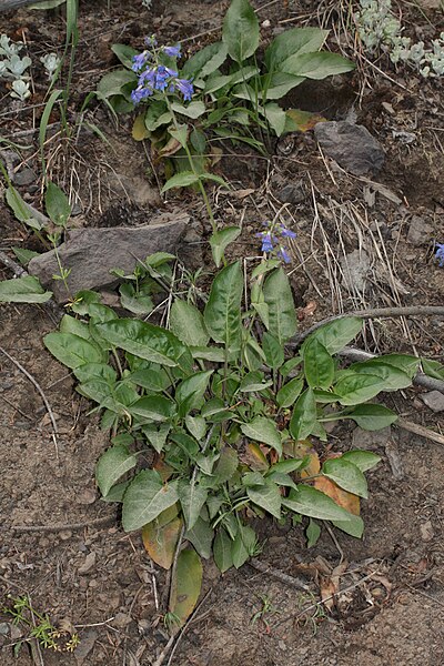 File:Penstemon ovatus 4873.JPG