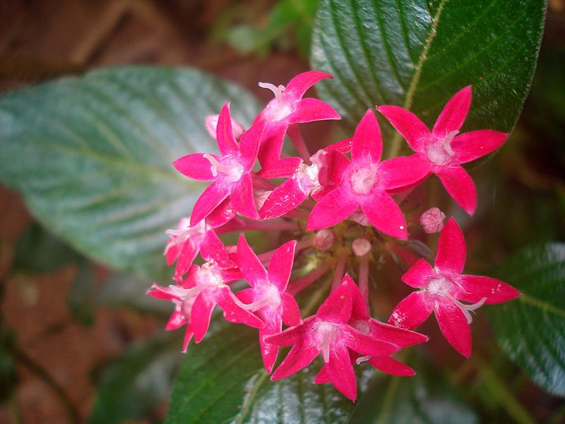 File:Pentas lanceolata 3.JPG