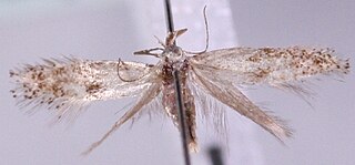<i>Perittia sibirica</i> species of insect