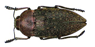 <i>Perotis</i> (beetle) Genus of beetles