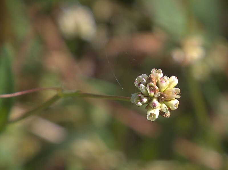 Arrowleaf Tearthumb