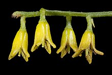 Persoonia graminea - Flickr - Кевин Тиле.jpg