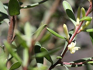 <i>Persoonia subvelutina</i>