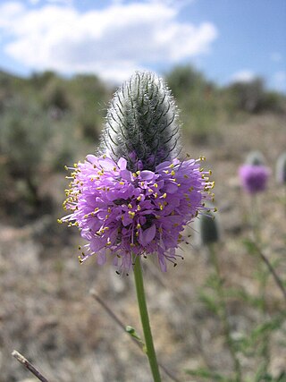 <i>Dalea ornata</i> Species of legume