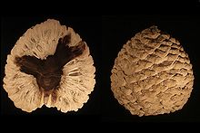 Petrified Araucaria cone from patagonia-Edit3.jpg