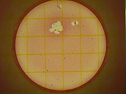 EC Petrifilm which has tested positive for coliforms Petrifilm plate with coliform colonies.jpg