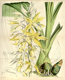 Phaius australis var. bernaysii (als Phaius blumei var. bernaysii) - Curtis '99 (Ser. 3 Nr. 29) pl. 6032 (1873) .jpg