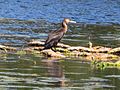 Phalacrocorax carbo