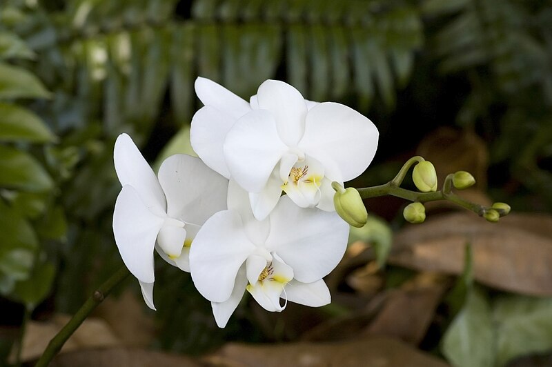 File:Phalaenopsis white cultivar 2 alt.jpg