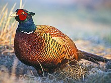 The Game Act 1831 protects game birds in England and Wales Phasianus colchicus 2 tom (Lukasz Lukasik).jpg