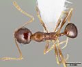 Pheidole clydei casent0005746 dorsal 1. jpg