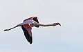 * Nomination Phoenicopterus roseus (Greater flamingo) --Christian Ferrer 06:31, 4 February 2017 (UTC) * Promotion  Support Merveilleux. -- Johann Jaritz 07:27, 4 February 2017 (UTC)