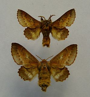 <span class="mw-page-title-main">Small lappet moth</span> Species of moth