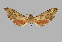 Phylloxiphia illustris, самка, верхняя сторона. Нигерия, равнина Собо, BMNHE271366.jpg