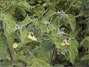 Beskrivelse af billedet Physalis pruinosa1SHSU.jpg.