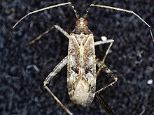 Phytocoris longipennis 217623120.jpg