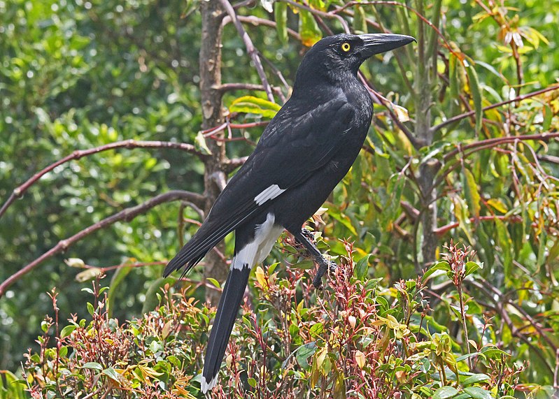 File:Pied Currawong JCB.jpg