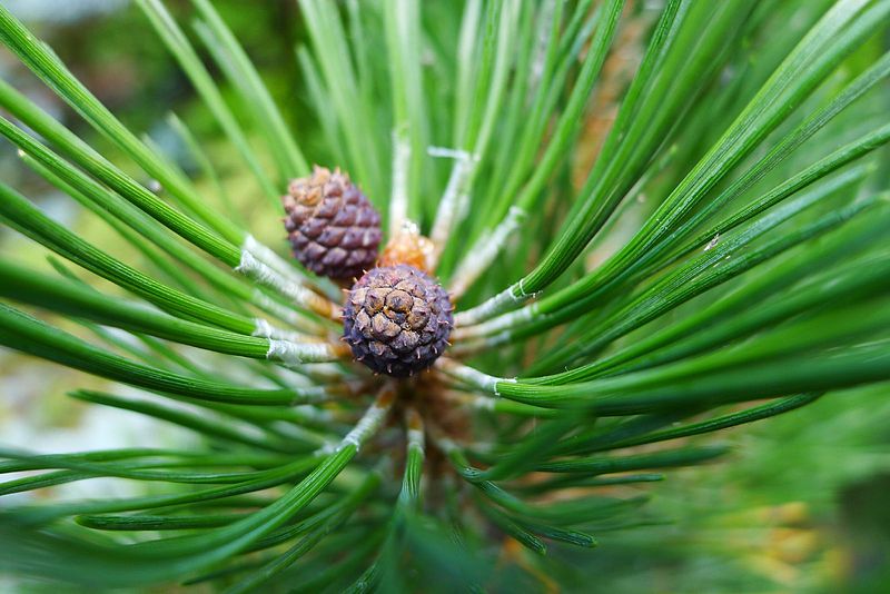 File:Pine Needles (5902273583).jpg