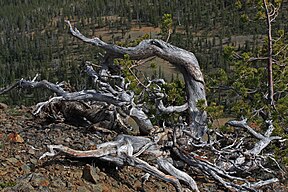 Pinus albicaulis