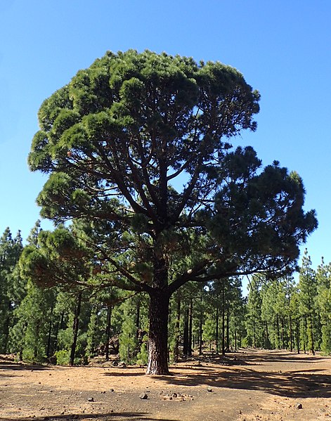 File:Pinus canariensis kz19.jpg