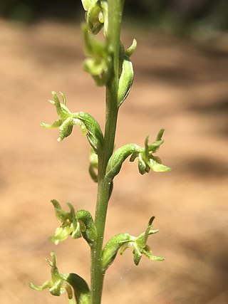 <i>Platanthera colemanii</i> Species of plant