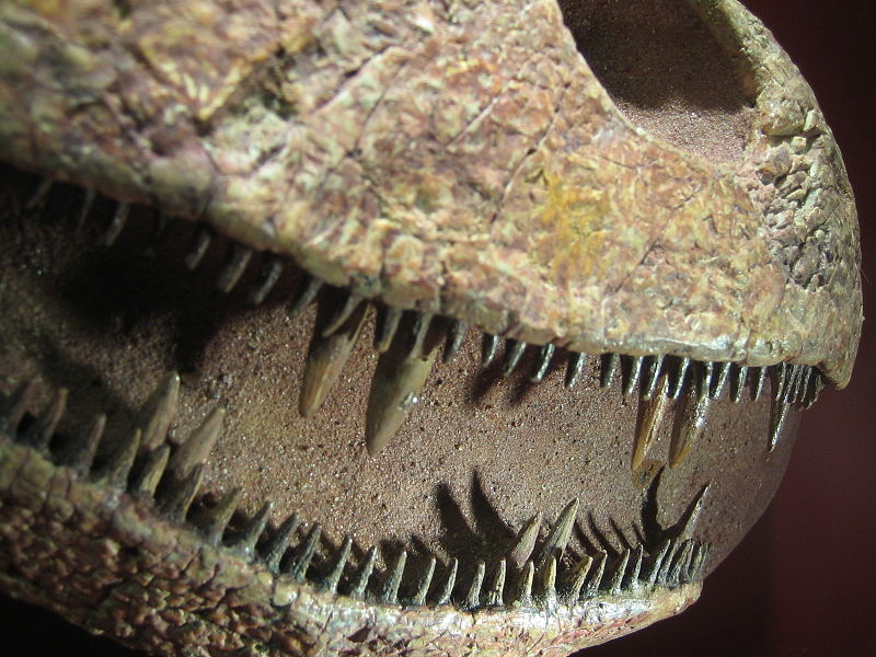 File:Platycephalichthys teeth detail.jpg