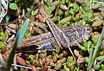 Platycleis affinis