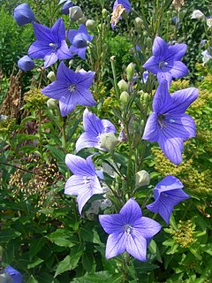 <i>Platycodon</i> Species of plant