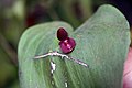 Pleurothallis cardiothallis