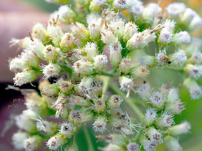 File:Pluchea dioscoridis flower.JPG