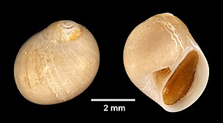 <i>Polinices immaculatus</i> Species of gastropod