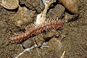 -{Polydesmus complanatus}-