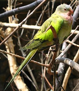 <span class="mw-page-title-main">Princess parrot</span> Species of bird